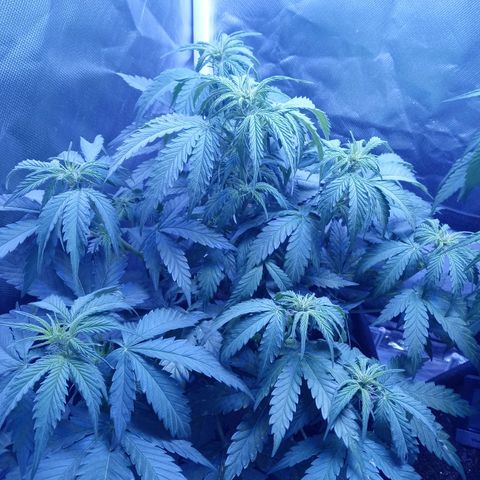 Girl scout cookies  growlog timeline photo