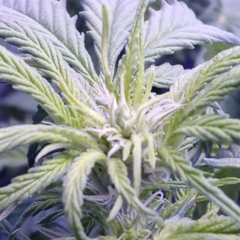 Girl scout cookies  growlog timeline photo