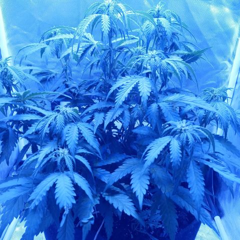 Girl scout cookies  growlog timeline photo