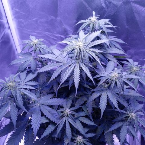 Girl scout cookies  growlog timeline photo