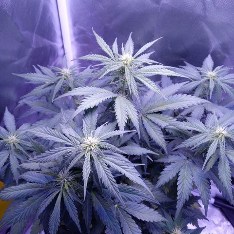 Girl scout cookies  growlog timeline photo