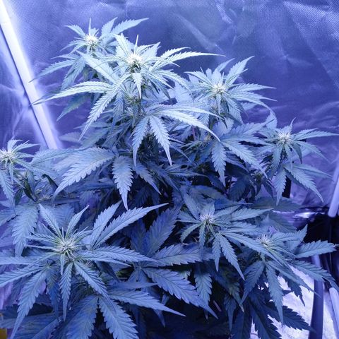 Girl scout cookies  growlog timeline photo