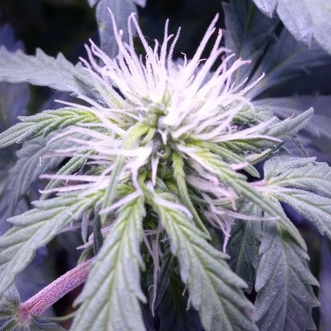 Girl scout cookies  growlog timeline photo