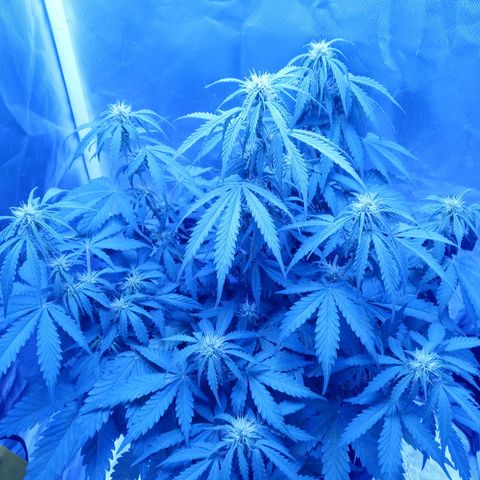 Girl scout cookies  growlog timeline photo