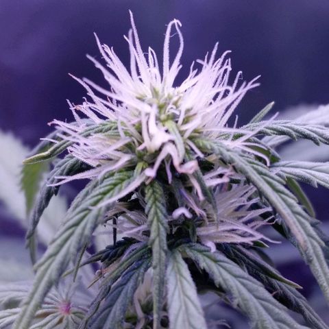 Girl scout cookies  growlog timeline photo