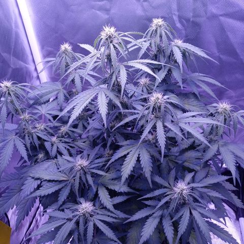 Girl scout cookies  growlog timeline photo
