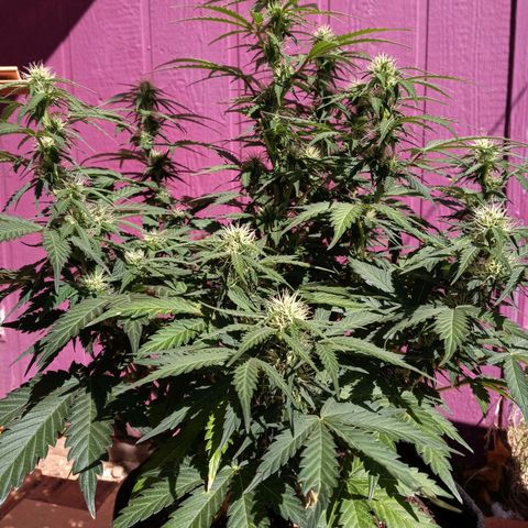 Girl scout cookies  growlog timeline photo