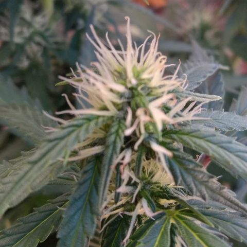 Girl scout cookies  growlog timeline photo