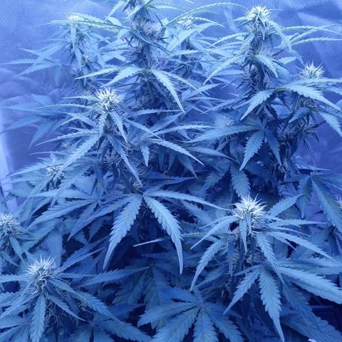 Girl scout cookies  growlog timeline photo