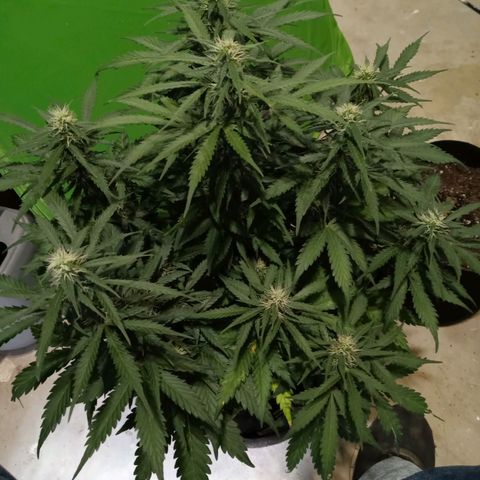 Girl scout cookies  growlog timeline photo
