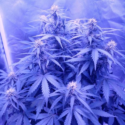 Girl scout cookies  growlog timeline photo
