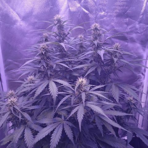 Girl scout cookies  growlog timeline photo