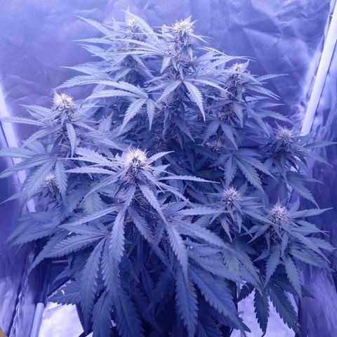 Girl scout cookies  growlog timeline photo