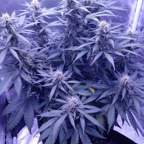 Girl scout cookies  growlog timeline photo