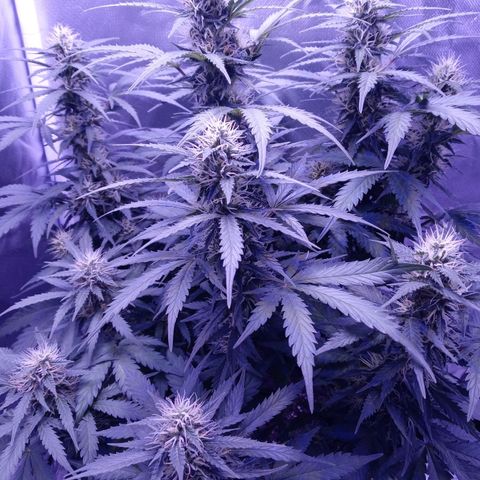Girl scout cookies  growlog timeline photo