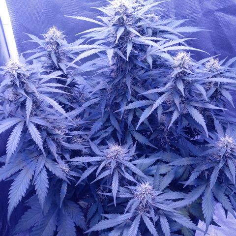 Girl scout cookies  growlog timeline photo