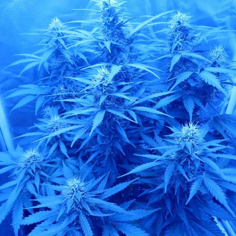 Girl scout cookies  growlog timeline photo