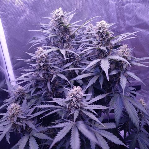 Girl scout cookies  growlog timeline photo
