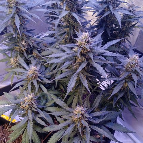 Girl scout cookies  growlog timeline photo