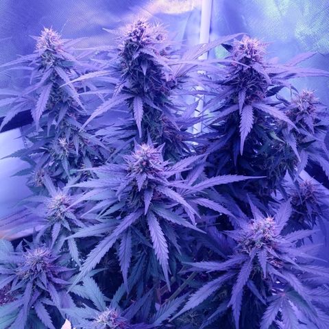 Girl scout cookies  growlog timeline photo