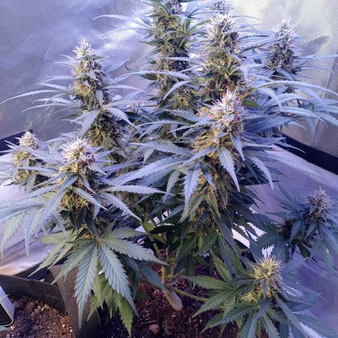 Girl scout cookies  growlog timeline photo