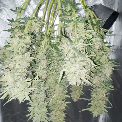 Girl scout cookies  growlog timeline photo