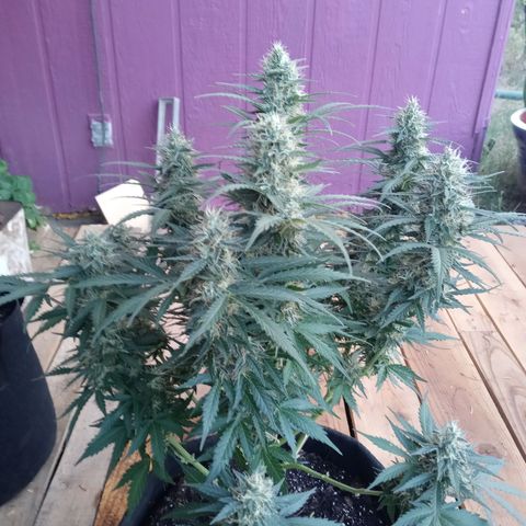 Girl scout cookies  growlog timeline photo