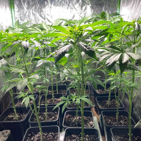 Cream Caramel F1 growlog timeline photo