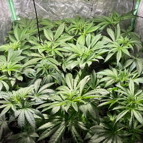 Cream Caramel F1 growlog timeline photo