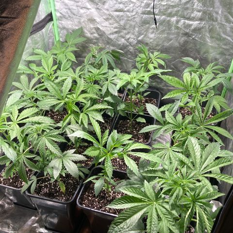 Cream Caramel F1 growlog timeline photo