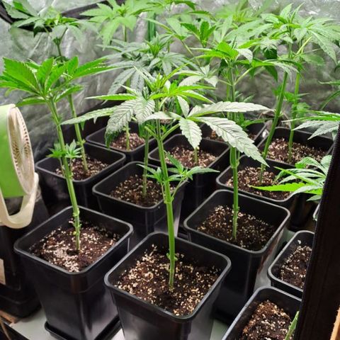 Cream Caramel F1 growlog photo: antes/después poda 1