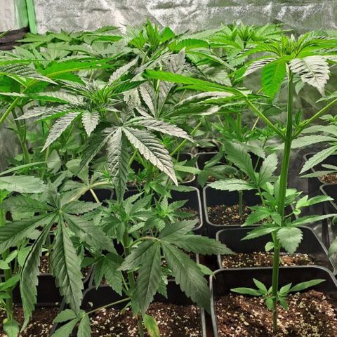 Cream Caramel F1 growlog photo: antes/después poda 1