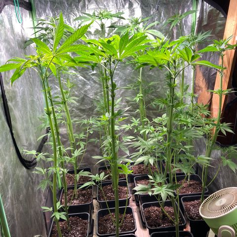 Cream Caramel F1 growlog timeline photo