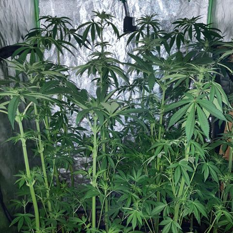 Cream Caramel F1 growlog timeline photo