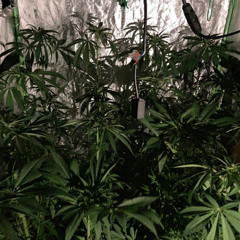 Cream Caramel F1 growlog timeline photo
