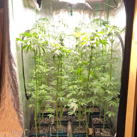 Cream Caramel F1 growlog timeline photo