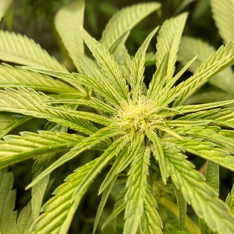 Cream Caramel F1 growlog timeline photo