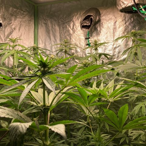 Cream Caramel F1 growlog timeline photo