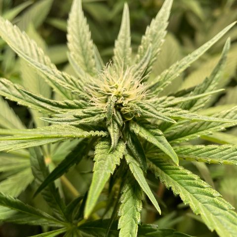 Cream Caramel F1 growlog timeline photo