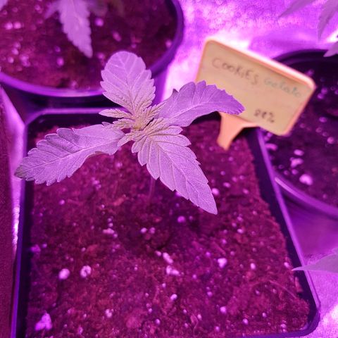 Cookies Gelato growlog timeline photo