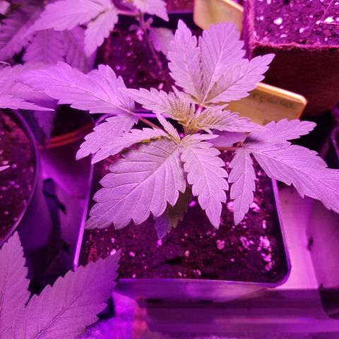 Cookies Gelato growlog timeline photo
