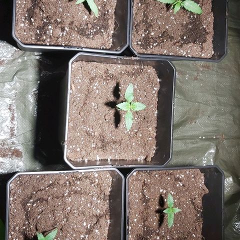 Amnesia Haze Automatic growlog timeline photo