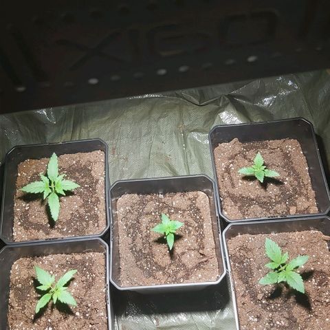 Amnesia Haze Automatic growlog timeline photo