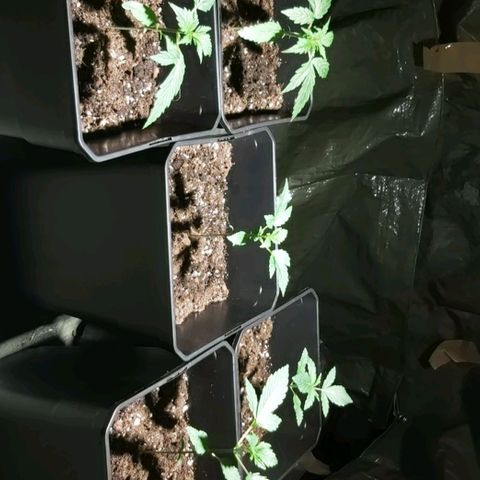 Amnesia Haze Automatic growlog timeline photo