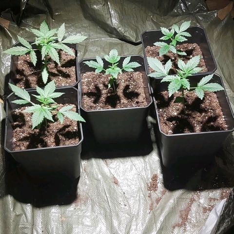 Amnesia Haze Automatic growlog timeline photo