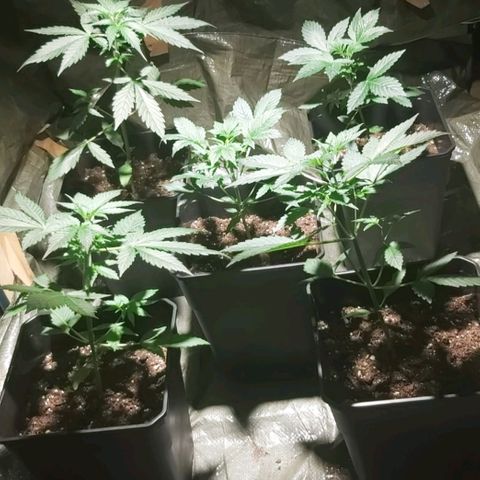 Amnesia Haze Automatic growlog timeline photo