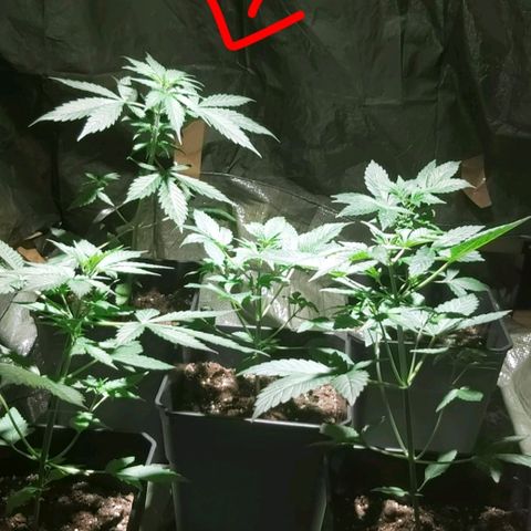 Amnesia Haze Automatic growlog timeline photo