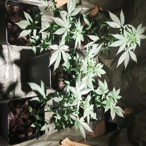 Amnesia Haze Automatic growlog timeline photo