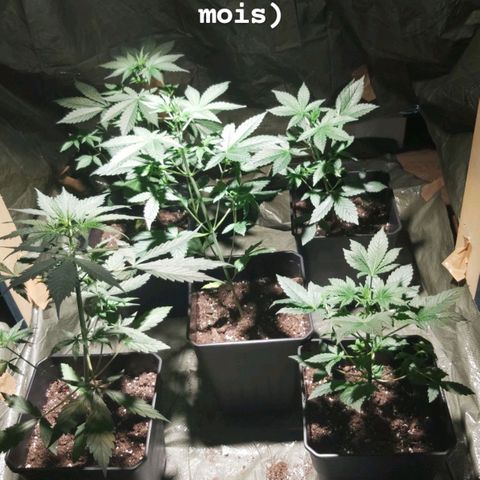 Amnesia Haze Automatic growlog timeline photo