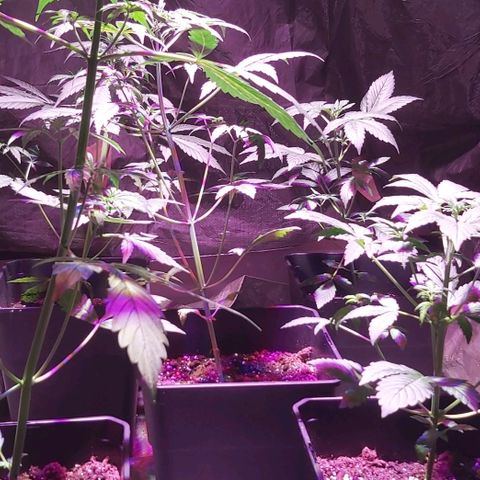 Amnesia Haze Automatic growlog timeline photo